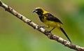 Black-cowled Oriole.jpg