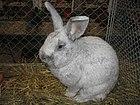 Kaninchen2.jpg