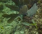Gorgonia ventalina - purple sea fan - Ocyurus chrysurus - yellowtail snapper and Abudefduf saxatilis - sergeant major - Punta Cana - Dominican Republic.jpg