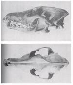 The Clever Coyote (1951) C. l. latrans ♂.png