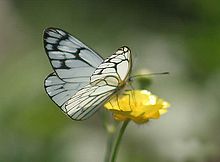 Common Wanderer Butterfly I IMG 3927.jpg