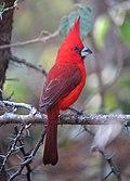 Cardinalis phoenicius Cardenal guajiro Vermilion Cardinal (male) (8619284898).jpg