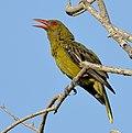 Green oriole 1128.jpg