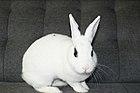 Blanc De Hotot.jpg