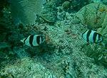 Chaetodon striatus - banded butterflyfish - Bay of Pigs - Cuba.jpg