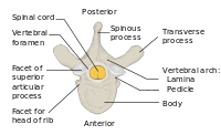 Vertebra Superior View-en.svg