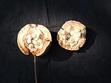Hydnocarpus macrocarpa-3-mundanthurai-tirunelveli-India.jpg