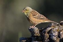 Ortolan bunting in Sierra de Guara, Aragon, Spain.jpg