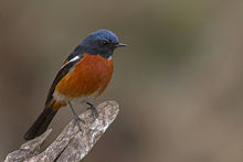White-throated Redstart Khangchendzonga Biosphere Reserve West Sikkim Sikkim India 16.02.2016.jpg