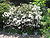 Rhododendron.jpg