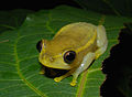 Heterixalus luteostriatus, Ankarafantsika, Madagascar (3900778796).jpg
