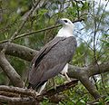 White Bellied Sea Eagle 070531b.jpg