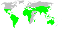 Distribution.filistatidae.1.png