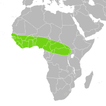 Python regius distribution.svg