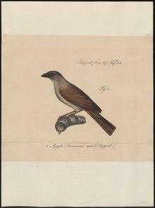 Nigrita luteifrons - 1835 - Print - Iconographia Zoologica - Special Collections University of Amsterdam - UBA01 IZ15900091.tif