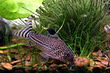 Corydoras julii.jpg