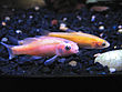 Rosy Red Minnows fullsize.jpg