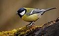 Great tit (Parus major), Parc du Rouge-Cloitre, Forêt de Soignes, Brussels (26194636951).jpg
