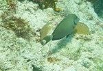 Acanthurus bahianus - ocean surgeon - Bay of Pigs - Cuba.jpg