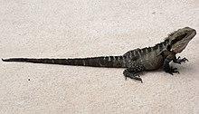 Eastern Water Dragon Full.JPG