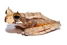 Gastrotheca cornuta III.jpg