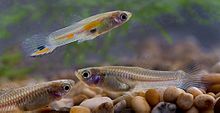 Guppy pho 0048.jpg