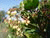 Arbutus unedo b.JPG