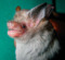 Craseonycteris thonglongyai.png