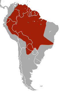 Giant Armadillo area.png