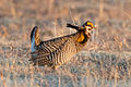 Greater Prairie Chicken (Tympanuchus cupido) (20163587720).jpg