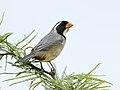 Saltator aurantiirostris - Golden-billed Saltator; Capivara, Santa Fe, Argentina.jpg
