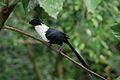 White-necked myna - (Streptocitta albicollis).jpg