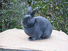 Satinkaninchen 009.jpg