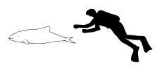 Diagram showing a dolphin and scuba diver from the side: the dolphin is slightly smaller than a human