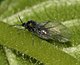 Eriosoma ulmi (European Elm Leafcurl Aphid).jpg