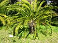 Encephalartos longifolius02.jpg
