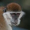 Grivet (Chlorocebus aethiops) head 2.jpg
