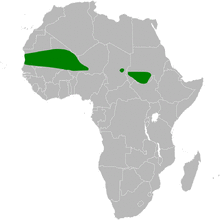 Mirafra cordofanica distribution map.png