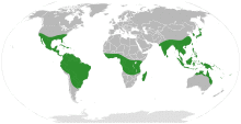Simaroubaceae distribution.svg