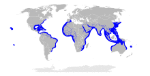 Sphyrna lewini distribution map.svg