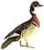 Rural Hours - Wood Duck white background.jpg