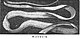 Die Gartenlaube (1857) b 008 1.jpg