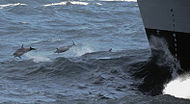 US Navy 090415-N-3027S-002 Dolphins jump the wake in front of the Military Sealift Command fast-combat support ship USNS Rainer (T-AOE 7) during an ammunition onload with the aircraft carrier USS Nimitz (CVN 68).jpg