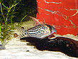 Corydoras schwartzi.jpg