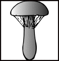 Stiel Schleier jung.svg