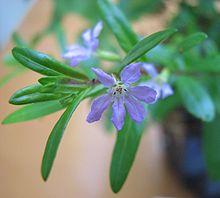 Cuphea hyssopifolia.jpg