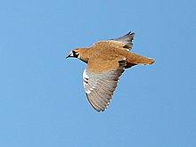Flock bronzewing (female) 6218.jpg