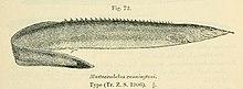 Mastacembelus cunningtoni.jpg