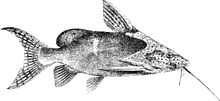 Synodontis nigrita.jpg