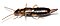 Earwig on white background.jpg